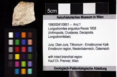 Foto (Objket + Etiketten) von Longodromites angustus (Reuss 1858) 